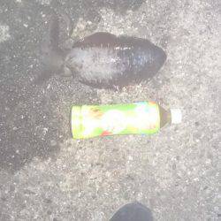 今週も秋のアオリイカ狙いに