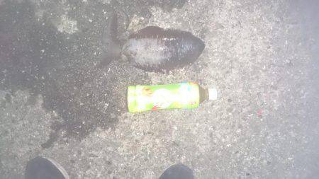 今週も秋のアオリイカ狙いに