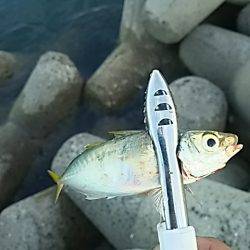 うれしいゲスト