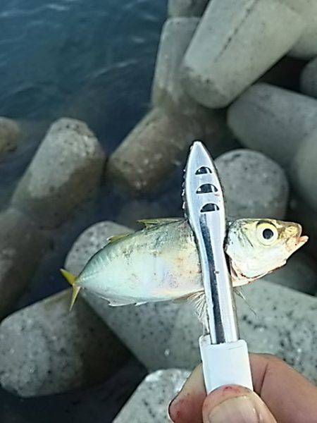 うれしいゲスト