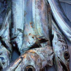 渋いが良型も…