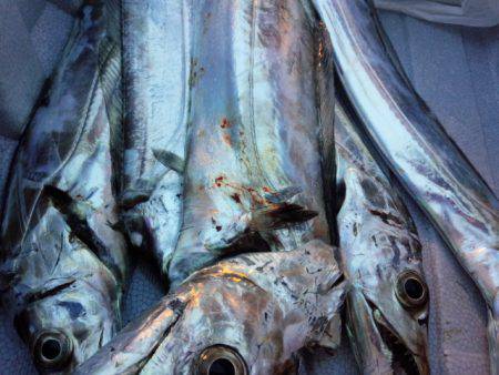 渋いが良型も…