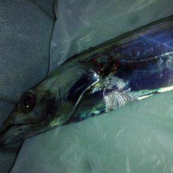 活性悪く・・・