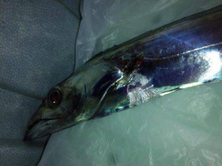 活性悪く・・・