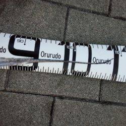 今シーズン初のドラゴン！