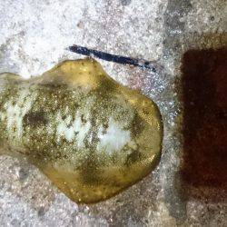 少ないようです。