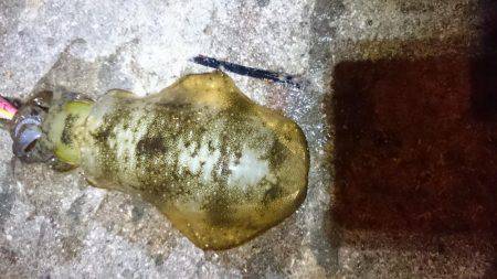 少ないようです。