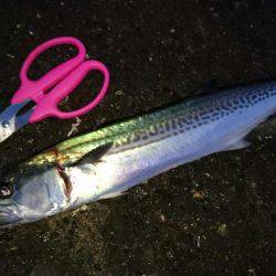 敦賀サゴシゲーム