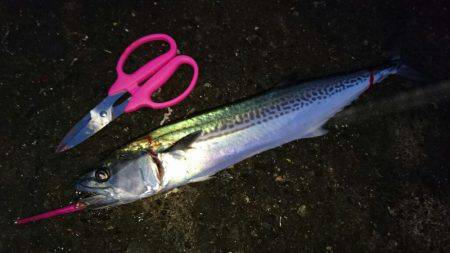 敦賀サゴシゲーム