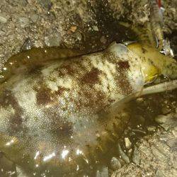 敦賀秋イカ中盤戦