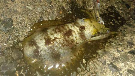 敦賀秋イカ中盤戦