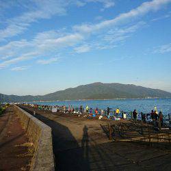 快晴の敦賀サゴシ