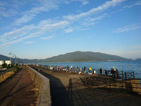 快晴の敦賀サゴシ