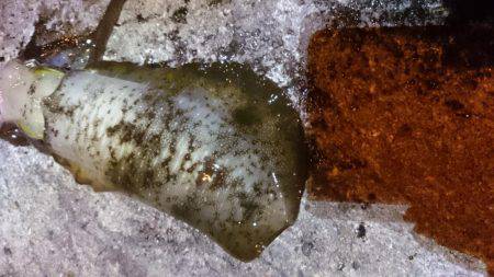 成長してますな。