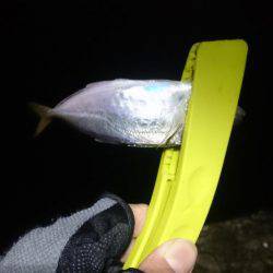 大潮に釣れない。