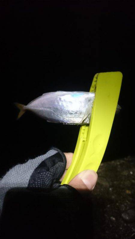 大潮に釣れない。