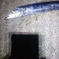 やっぱオモロイ。