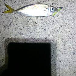 ネバリとガンバリ