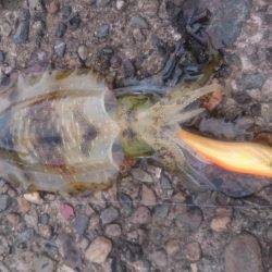 またまた大雨後