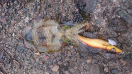 またまた大雨後