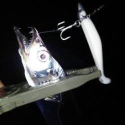 アオリ!タチウオ!アジ!秋のターゲットを捕獲!