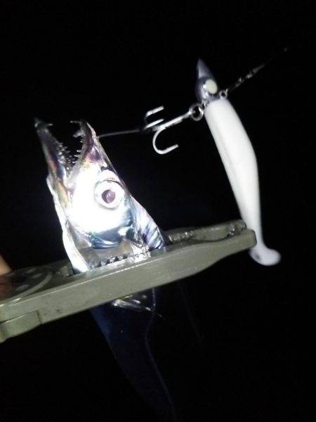 アオリ!タチウオ!アジ!秋のターゲットを捕獲!