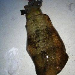 アオリ連発！淡路島エギング！