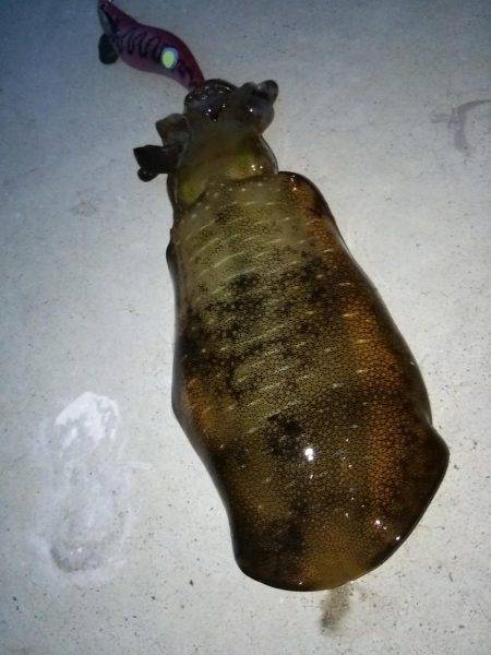 アオリ連発！淡路島エギング！