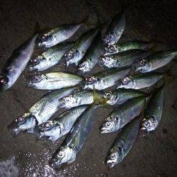 タチウオ連打!アジング爆釣!