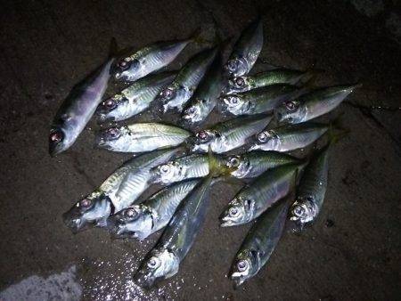 タチウオ連打!アジング爆釣!