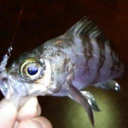 明石のアジングは…？