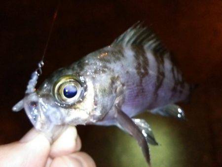 明石のアジングは…？