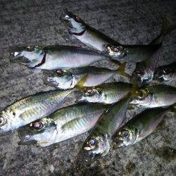 アジング数釣り絶好調!
