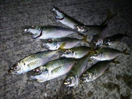 アジング数釣り絶好調!