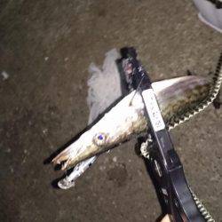 今どきカマシング