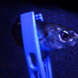 夜中のサビキ　連続釣行