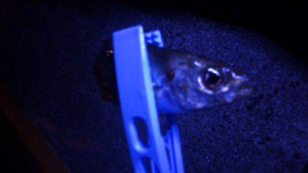 夜中のサビキ　連続釣行