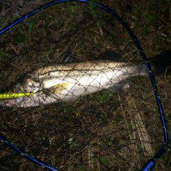 リバーシーバス