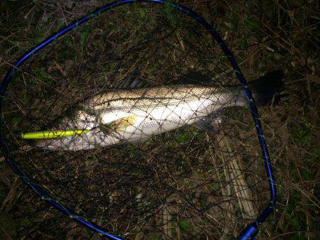 リバーシーバス