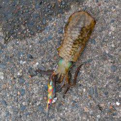 サゴシング&エギング