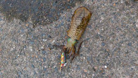 サゴシング&エギング