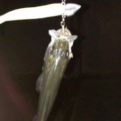 太刀？脇差だな