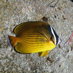 色鮮やかな南国外道達