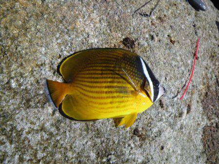 色鮮やかな南国外道達