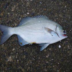 カワハギ出現せず。