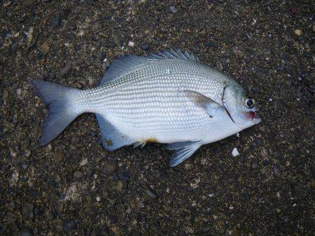 カワハギ出現せず。