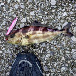 青物 求めて・・・