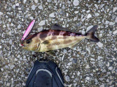 青物 求めて・・・