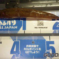 青物が釣りたくて