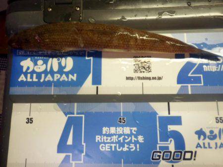 青物が釣りたくて